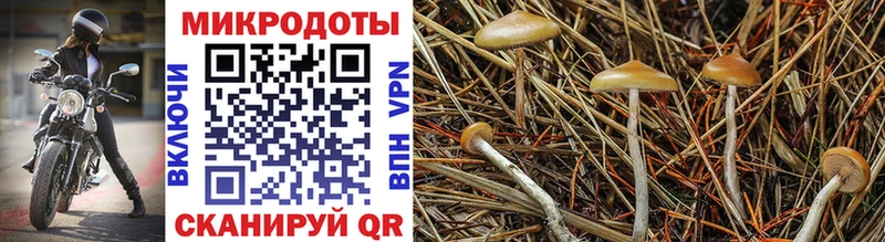 купить наркотик  ОМГ ОМГ ONION  Галлюциногенные грибы прущие грибы  Белокуриха 